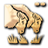 Over Grazing